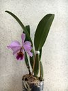 Cattleya percivaliana var. miniatum 